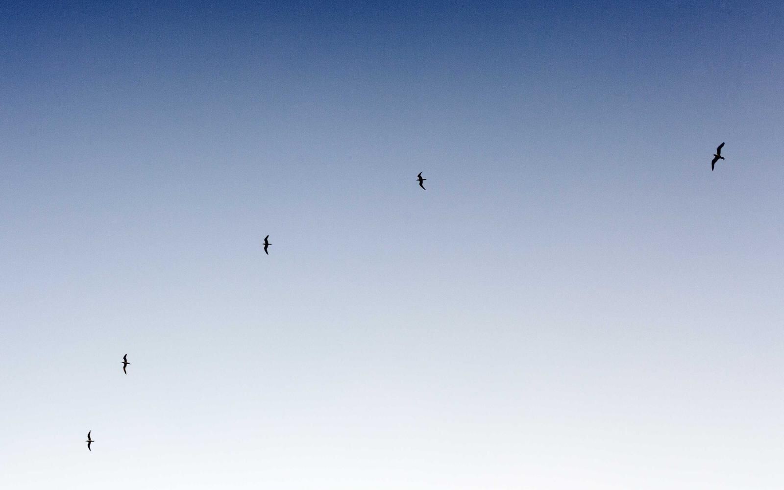 Birds crossing a pale morning sky